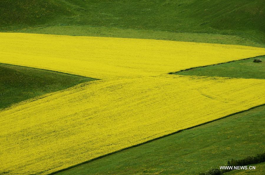 Photo taken on July 9, 2013 shows a view of the Hulunbeier grassland in north China's Inner Mongolia Autonomous Region. (Xinhua)