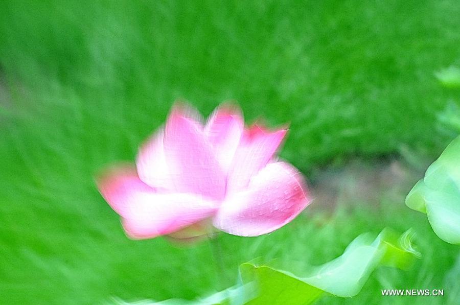 A lotus flower blossoms at Yuanmingyuan, the Old Summer Palace, in Beijing, capital of China, July 10, 2013. (Xinhua/Feng Jun)