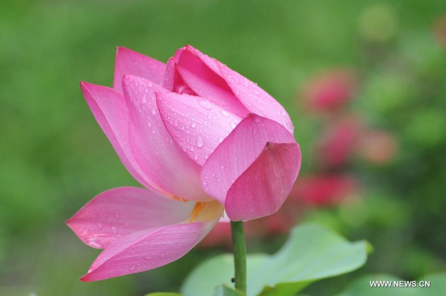 A lotus flower blossoms at Yuanmingyuan, the Old Summer Palace, in Beijing, capital of China, July 10, 2013. (Xinhua/Feng Jun)