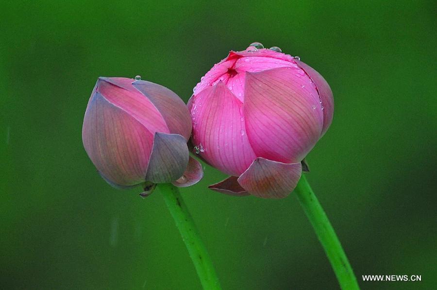 Lotus flowers are in bud at Yuanmingyuan, the Old Summer Palace, in Beijing, capital of China, July 10, 2013. (Xinhua/Feng Jun) 