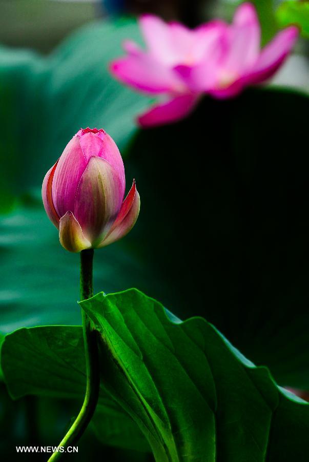 A lotus flower blossom at the scenery spot of the Daming Lake in Jinan, capital of east China's Shandong Province, July 11, 2013. (Xinhua/Guo Xulei)