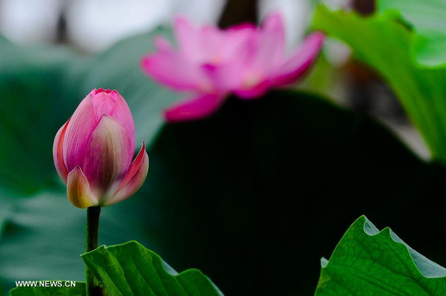 Lotus flowers blossom at the scenery spot of the Daming Lake in Jinan, capital of east China's Shandong Province, July 11, 2013. (Xinhua/Guo Xulei)