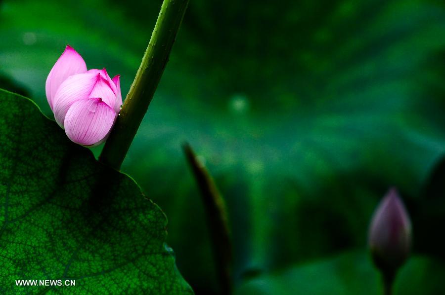 A lotus flower is in bud at the scenery spot of the Daming Lake in Jinan, capital of east China's Shandong Province, July 11, 2013. (Xinhua/Guo Xulei)