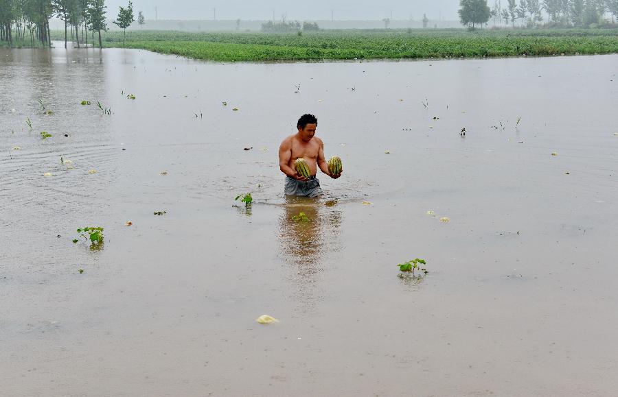 A farmer holds watermelons at a flooded watermelon plantation in Yajiazhai Village, Xinhe County, north China's Hebei Province. Torrential rainfalls have hit the province since the beginning of July, destroying over 200,000 mu (13,333 hectares) of crops. (Xinhua/Yang Shiyao)