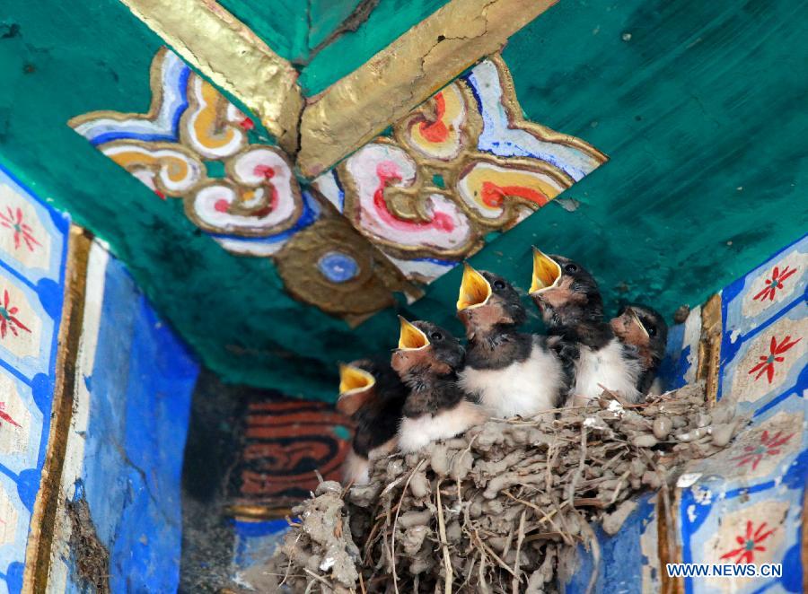 A nest of swallows are seen in a structure in the Beihai Park of Beijing, capital of China, July 11, 2013. (Xinhua/Wang Xibao)