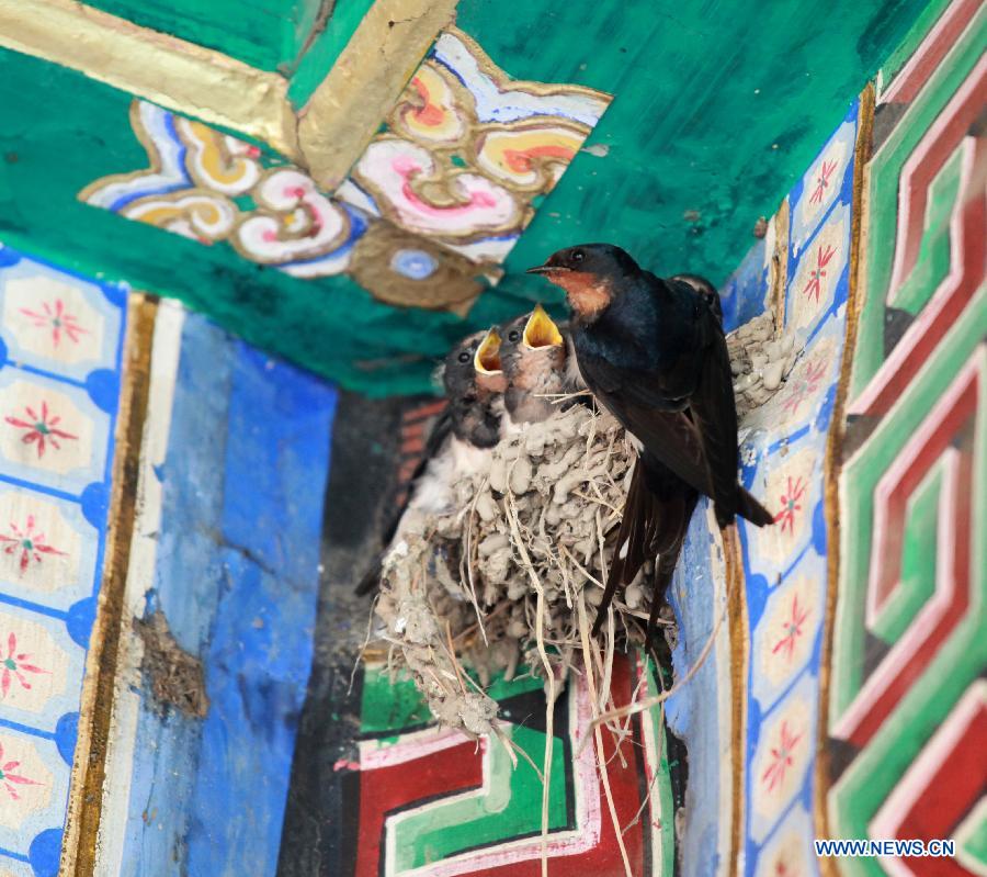 A nest of swallows are seen in a structure in the Beihai Park of Beijing, capital of China, July 11, 2013. (Xinhua/Wang Xibao)