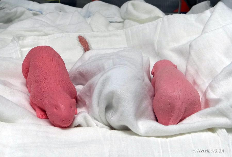 A giant panda cub rests under covers with two silicone panda toys lying beside it at the Taipei Zoo in Taipei, southeast China's Taiwan Province, July 11, 2013. The first cub of a pair of giant pandas, namely "Tuan Tuan" and "Yuan Yuan", given as a goodwill gift to Taiwan by the Chinese mainland, was born on July 6 in the zoo. The female baby panda is quite healthy, weighing about 183.4 grams, or only about one-thousandth the weight of its nine-year-old mother. (Xinhua) 