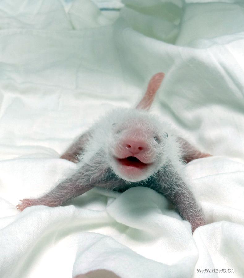 A giant panda cub rests in an incubator at the Taipei Zoo in Taipei, southeast China's Taiwan Province, July 11, 2013. The first cub of a pair of giant pandas, namely "Tuan Tuan" and "Yuan Yuan", given as a goodwill gift to Taiwan by the Chinese mainland, was born on July 6 in the zoo. The female baby panda is quite healthy, weighing about 183.4 grams, or only about one-thousandth the weight of its nine-year-old mother. (Xinhua) 