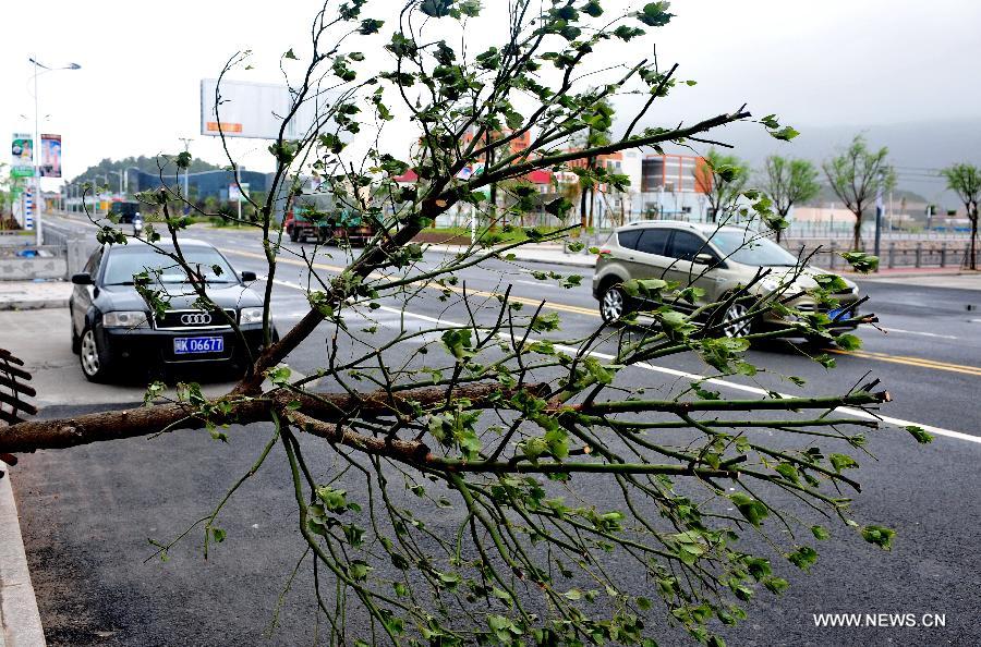 Vehicles move past a tree blown down by strong wind caused by Typhoon Soulik in Yacheng Town of Xiapu County, southeast China's Fujian Province, July 13, 2013. Typhoon Soulik landed on the Huangqi Peninsula in Lianjiang County of Fujian Saturday afternoon. (Xinhua/Zhang Guojun)