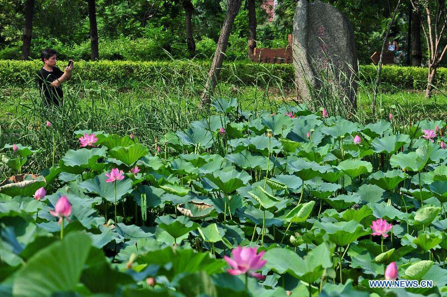 A visitor takes pictures of lotus flowers at the Changhong Park in Tianjin, north China, July 13, 2013. (Xinhua/Zhai Jianlan)