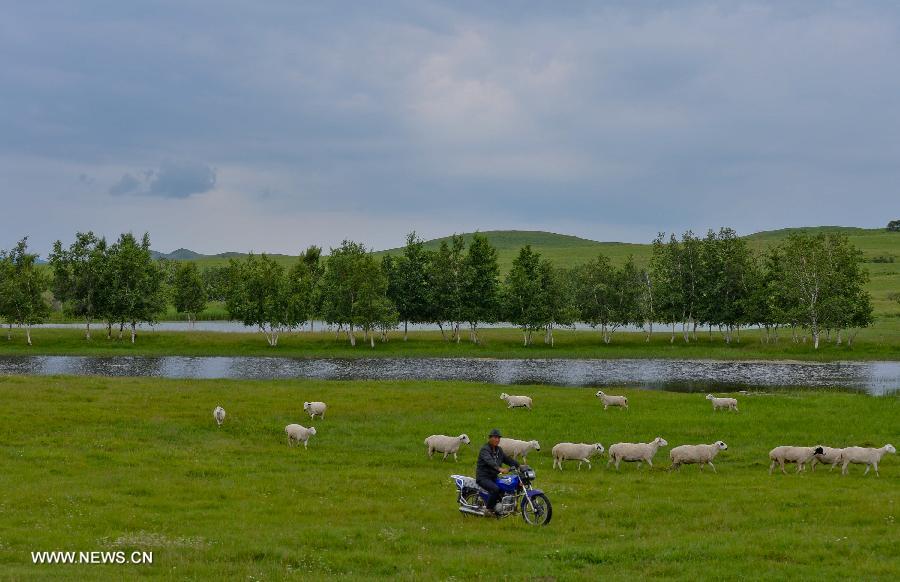 Photo taken on July 12, 2013 shows the view of local pasture in West Ujimqin Banner, north China's Inner Mongolia Autonomous Region. The pasture is part of the Xilingol, China's best preserved grassland which covers an area of 202,580 square kilometers. (Xinhua/Ren Junchuan) 