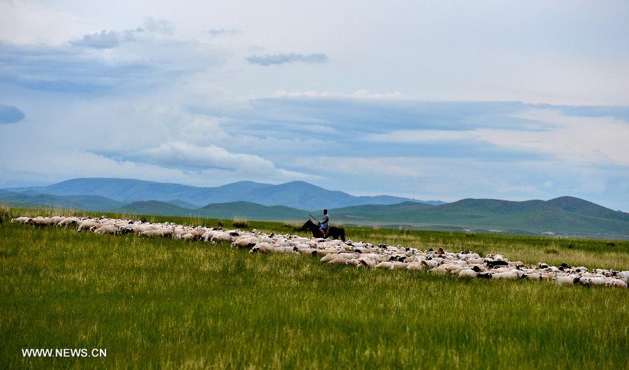 Photo taken on July 12, 2013 shows the view of local pasture in West Ujimqin Banner, north China's Inner Mongolia Autonomous Region. The pasture is part of the Xilingol, China's best preserved grassland which covers an area of 202,580 square kilometers. (Xinhua/Ren Junchuan) 