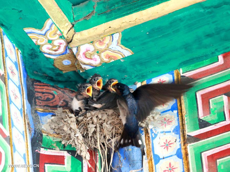 A nest of swallows are seen in a structure in the Beihai Park of Beijing, capital of China, July 11, 2013. (Xinhua/Wang Xibao) 