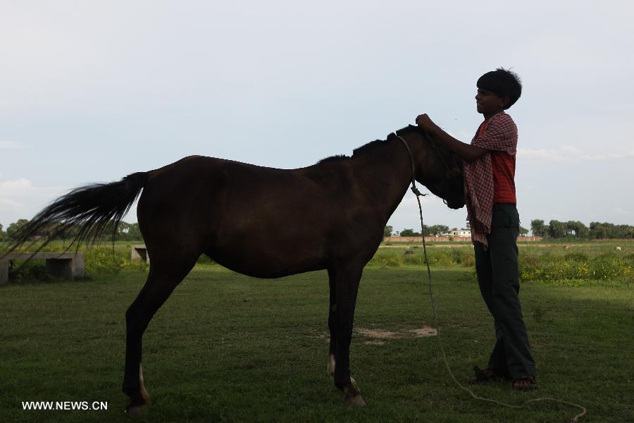 The 15-year-old cart driver Mahesh prepares his horse before going to work in his village near Bodh Gaya of Bihar in India, July 11, 2013. Mahesh's work is the mayor income source of his six-member family. The shortage of earnings and poverty in the family forced Mahesh to leave school few years ago and he started to work as a driver of a horse cart in Bodh Gaya. Being a sacred place for Buddhism, Bodh Gaya attracts many visitors every year, which averagely made Mahesh earn 150 to 200 rupees (about 2.5 to 3 US dollars) per day. (Xinhua/Zheng Huansong)