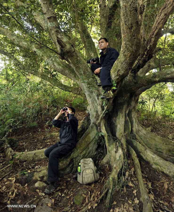 Gibbon monitoring team members observe Hainan Gibbons within the forest of the Bawangling National Nature Reserve in south China's Hainan Province, July 13, 2013. The Bawangling National Nature Reserve is the only nature reserve in China that protects Hainan Gibbons, a highly endangered species that is under first-class state protection. With the advent of three gibbon babies in the first seven months in 2013, the population of the gibbons has risen to 26 here. (Xinhua/Jiang Enyu)