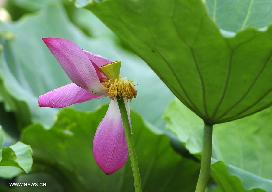 Photo taken on July 14, 2013 shows a lotus flower covered with dew after a rain shower at the Donghu Lake scenic zone of Wuhan, capital of central China's Hubei Province. (Xinhua/Hao Tongqian)