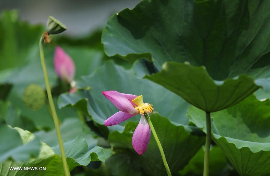 Photo taken on July 14, 2013 shows a lotus flower covered with dew after a rain shower at the Donghu Lake scenic zone of Wuhan, capital of central China's Hubei Province. (Xinhua/Hao Tongqian)