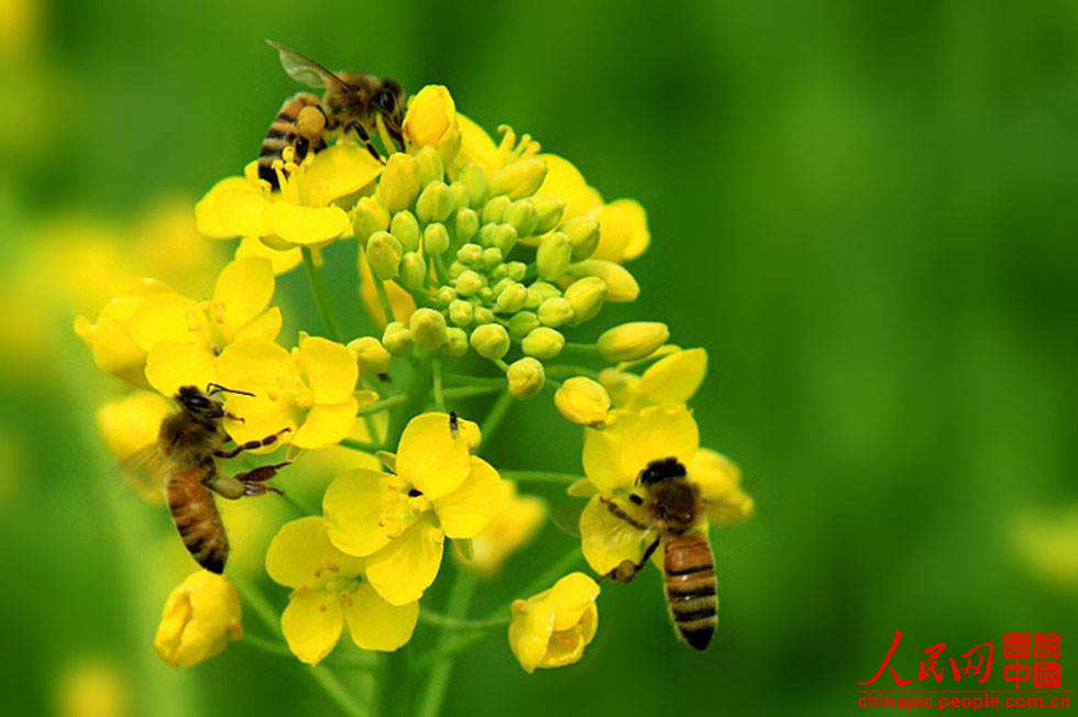 What’s the Buzz? A beekeeper’s bittersweet job