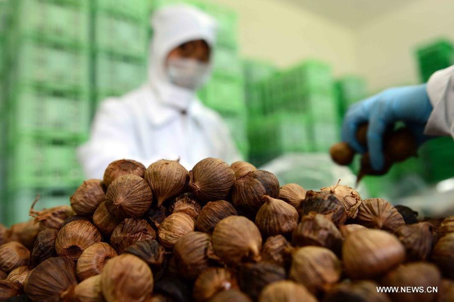 Photo taken on June 16, 2013 shows workers packing up black garlic which are to be exported to Japan in a company in Jinxiang County, east China's Shandong Province. China's gross domestic product (GDP) totaled 24.8 trillion yuan (4 trillion U.S. dollars) in the first half of 2013, with the growth at 7.6 percent, which is in line with market expectations and was above the government's full-year target of 7.5 percent, data from China's National Bureau of Statistics (NBS) showed on July 15, 2013. (Xinhua/Guo Xulei)