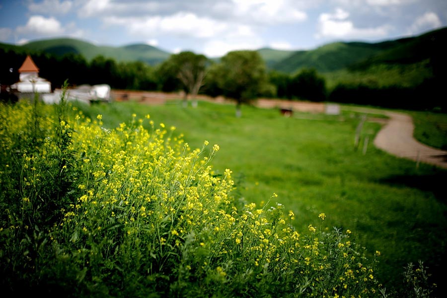 The special climate and geographical position at the junction of the North China Plain and the Inner Mongolia Grasslands give Bashang Grassland its unique natural landscapes and make it a popular destination for tourists and photographers. (China.org.cn)