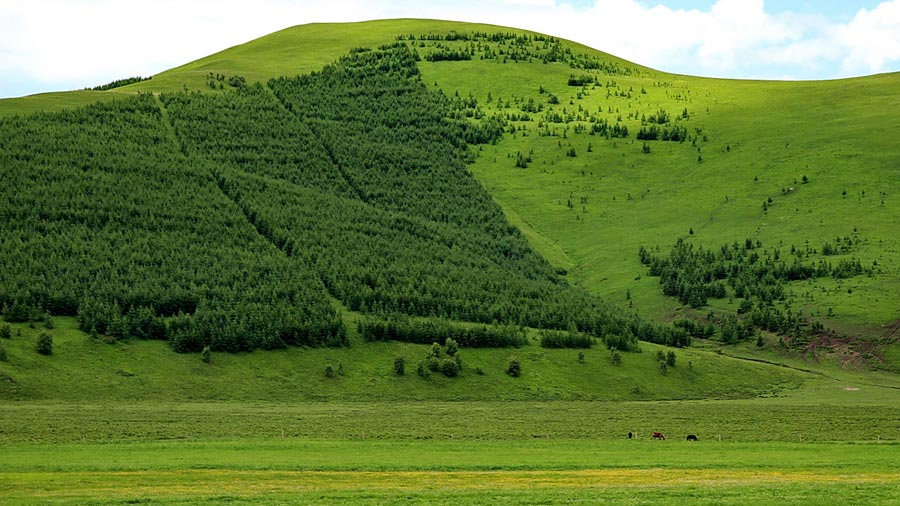 The special climate and geographical position at the junction of the North China Plain and the Inner Mongolia Grasslands give Bashang Grassland its unique natural landscapes and make it a popular destination for tourists and photographers. (China.org.cn)