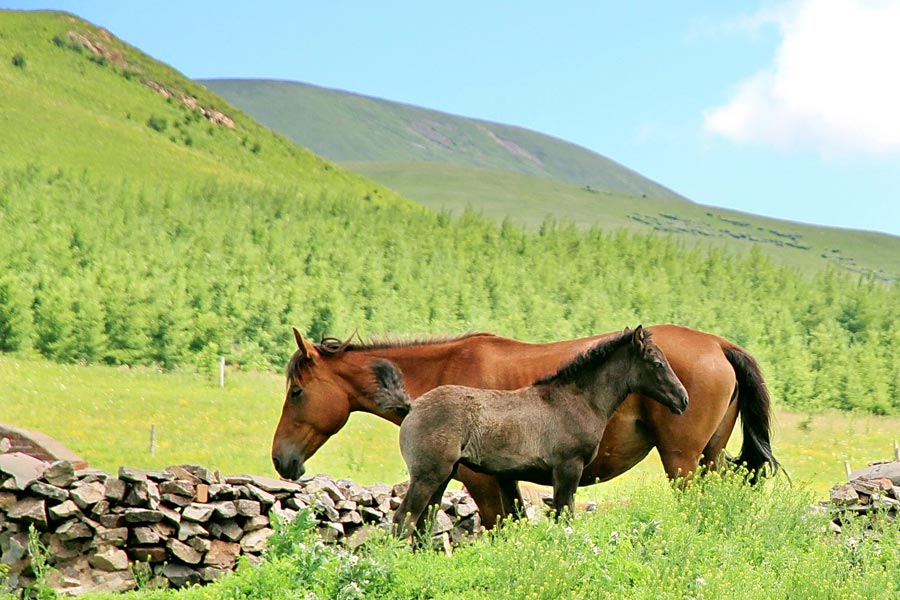 The special climate and geographical position at the junction of the North China Plain and the Inner Mongolia Grasslands give Bashang Grassland its unique natural landscapes and make it a popular destination for tourists and photographers. (China.org.cn)