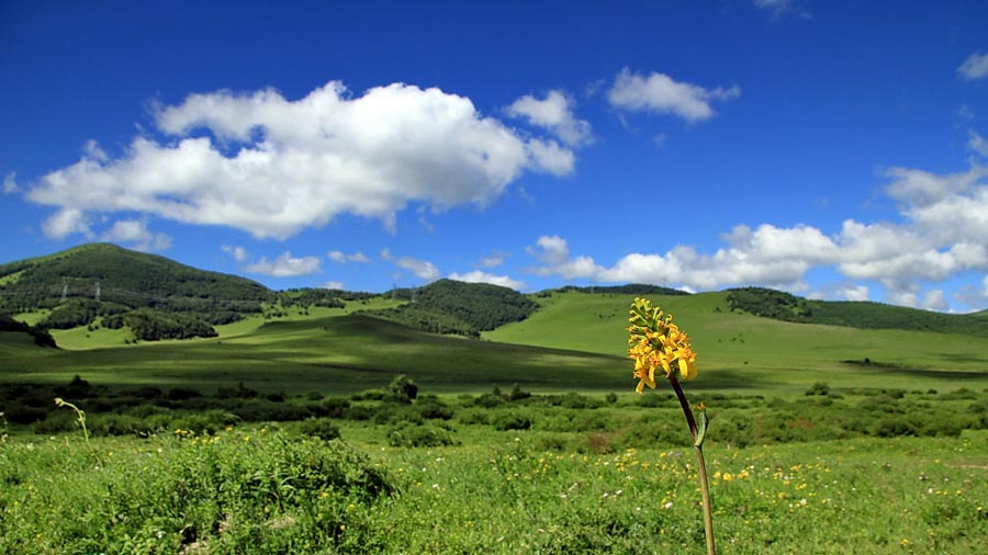 The special climate and geographical position at the junction of the North China Plain and the Inner Mongolia Grasslands give Bashang Grassland its unique natural landscapes and make it a popular destination for tourists and photographers. (China.org.cn)