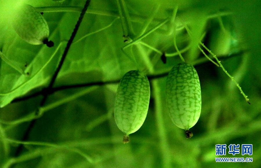 The photo taken on July 15, 2013 shows mini watermelons named Pepquino melon in Jinshan district of Shanghai.  (Xinhua/Zhuang Yi)