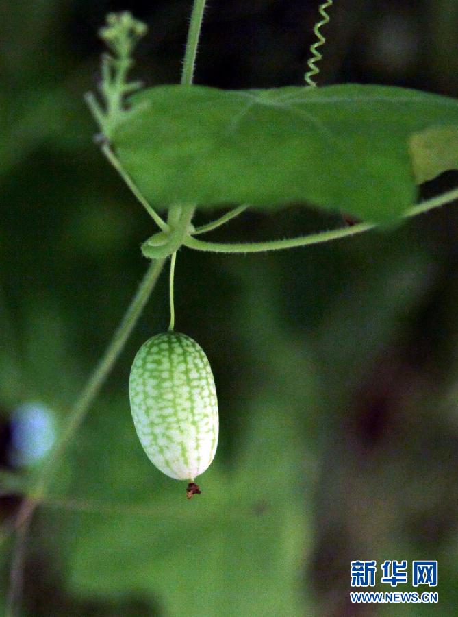 The photo taken on July 15, 2013 shows mini watermelons named Pepquino melon in Jinshan district of Shanghai.  (Xinhua/Zhuang Yi)