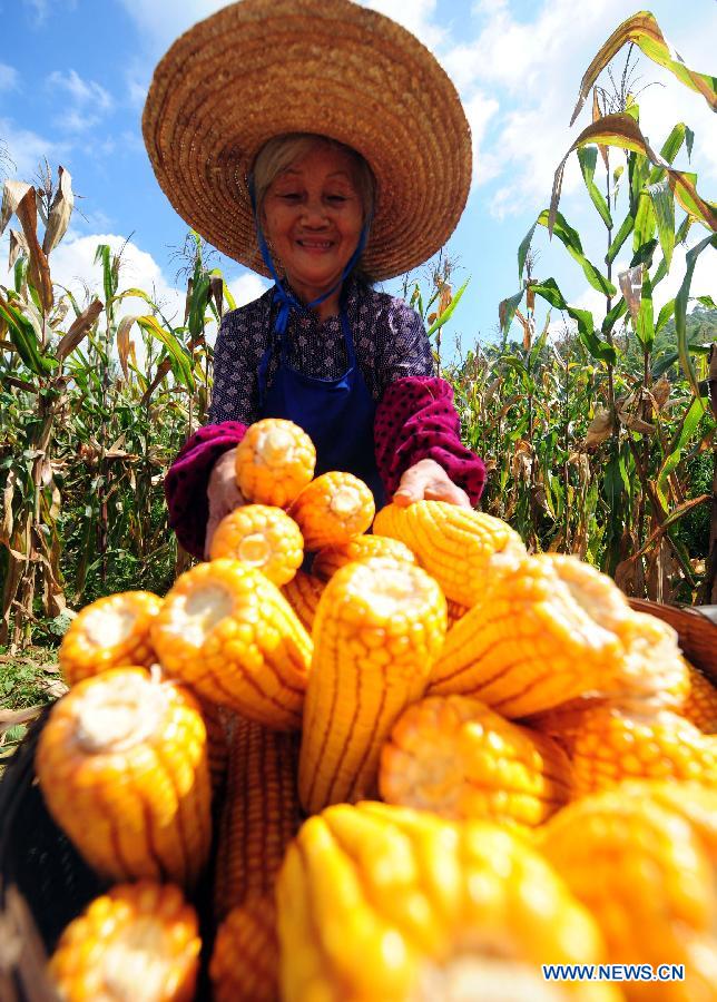 Photo taken on July 15, 2013 shows a villager collecting the corns in Yixu Village of Dahua Yao Autonomous County, south China's Guangxi Zhuang Autonomous Region. Benefiting from good climate, about 1.6 million mu (about 108,000 hectares) of summer grain in Guangxi entered the harvest season recently. (Xinhua/Huang Xiaobang) 