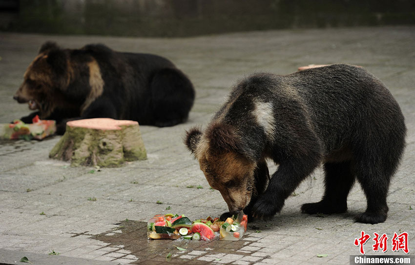 Brown bears in Chongqing's Yangjiaping Zoo enjoy iced watermelons to cool off. The downtown area of Chongqing suffers highest temperature since China's first climate records in 1951. It is 2.7 degrees Celsius higher than the same period in previous years. [Photo: Chinanews.com] 