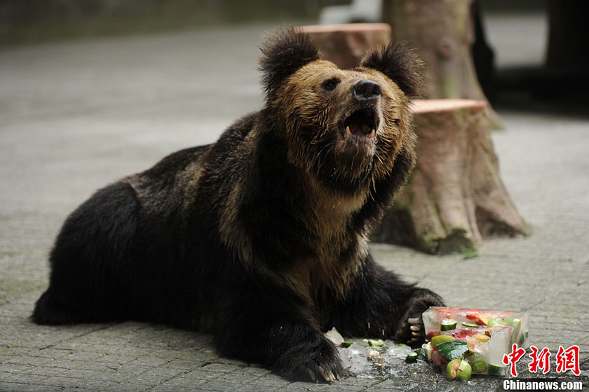 Brown bears in Chongqing's Yangjiaping Zoo enjoy iced watermelons to cool off. The downtown area of Chongqing suffers highest temperature since China's first climate records in 1951. It is 2.7 degrees Celsius higher than the same period in previous years. [Photo: Chinanews.com] 