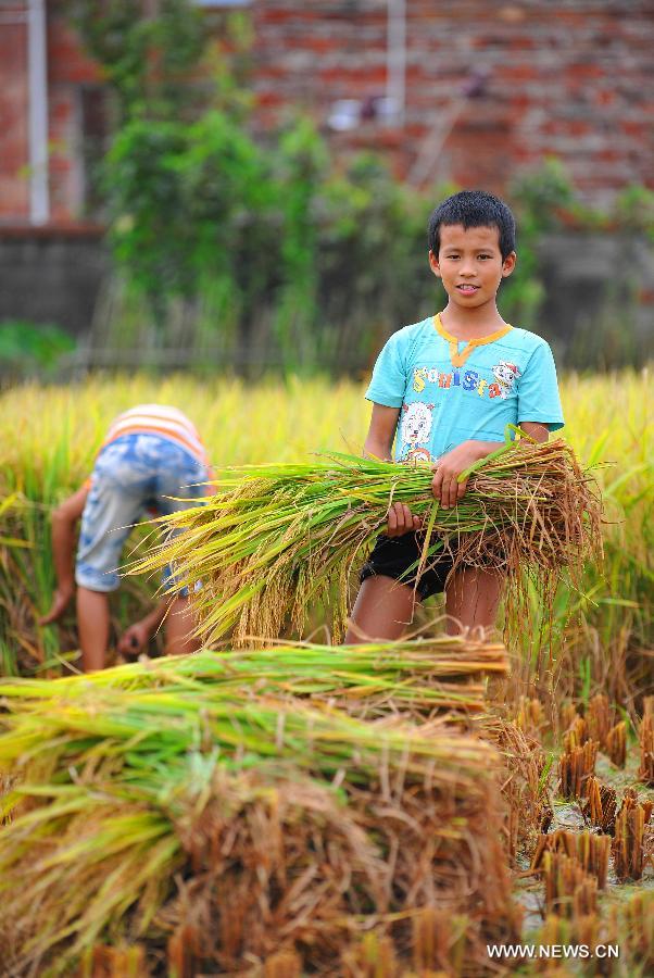 Children harvest the rice in Butou Township of Xingguo County, east China's Jiangxi Province, July 16, 2013. According to the local agricultural department, the total output of early rice in Jiangxi will increase 200 million kilograms, reaching 8.6 billion kilograms.(Xinhua/Wen Meiliang) 