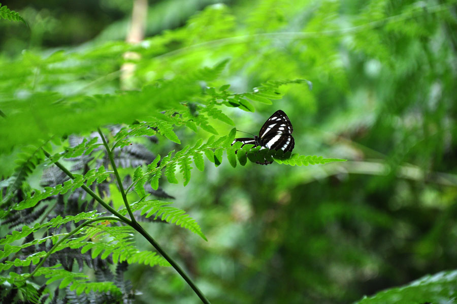 A small elf resting on the branch. (CRIENGLISH/ Wang Yuzhe)