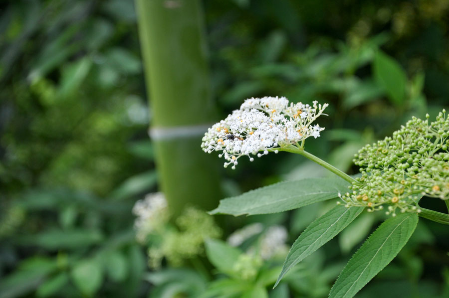 A small amount of wild flowers decorate the green mountain. (CRIENGLISH/ Wang Yuzhe)