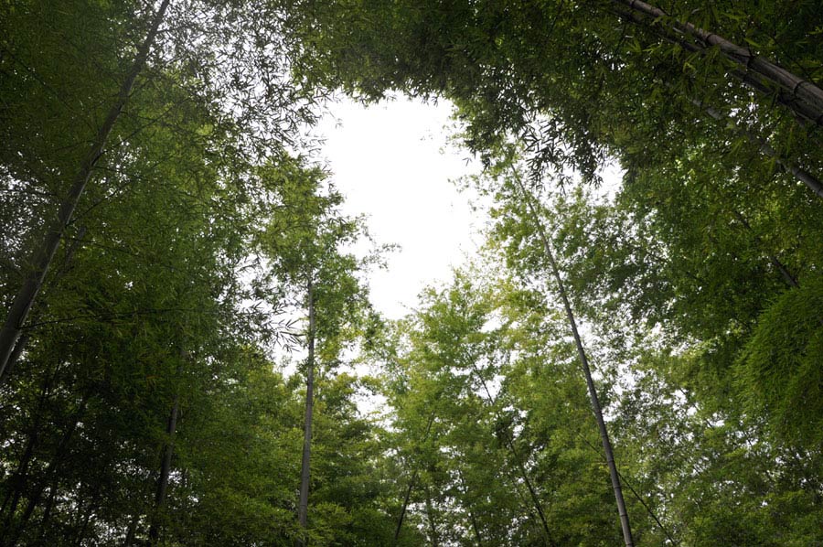 The soaring bamboo sea almost covers the sky, with only glimmers of sunshine entering in the forest. (CRIENGLISH/ Wang Yuzhe)