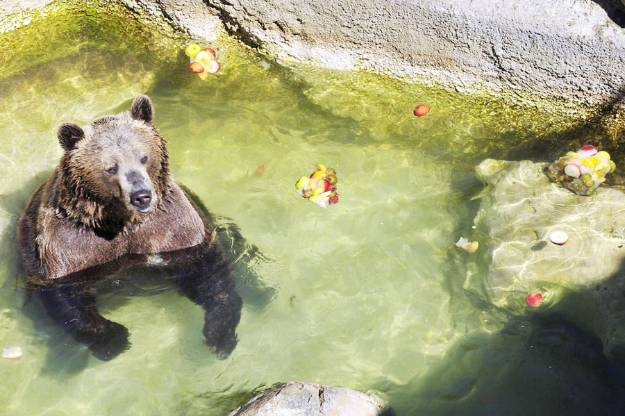 A brown bear soaks in a water pool to keep cool at a zoo in Rome, Italy on August 13, 2008. (Photo/Xinhua)