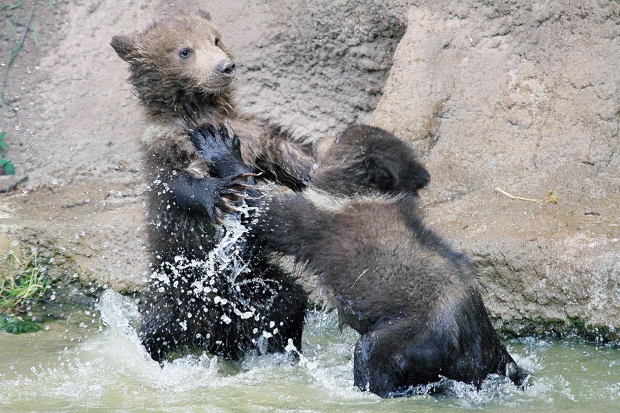 A pair of brown bears plays at a zoo in Brno, Czekh on May 31, 2012. (Photo/Xinhua)