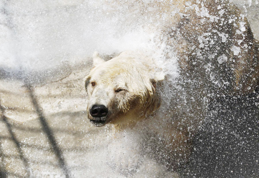 Breeders spray a polar bear with water to help it keep cool in a zoo in Belgrade, Serbia on July 13, 2011. (Photo/Xinhua)