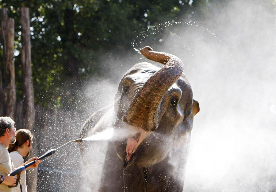 Breeders spray an elephant with water to help it keep cool at a zoo in Budapest, Hungary on August 24, 2011. (Photo/Xinhua)