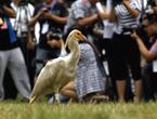 32 endangered birds released into the wild