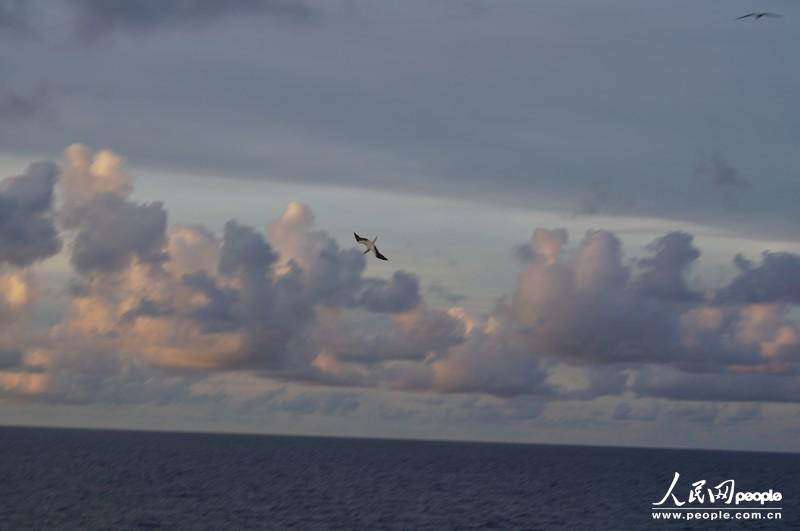 Sea gulls dive to catch fishes. (People’ Daily Online/ Duan Xinyi)