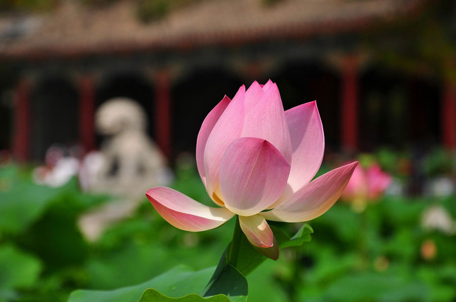 Lotus flowers in full bloom attract many tourists who come to appreciate the beauty of Yuanmingyuan Park, on July 16, 2013. (Photo: CRIENGLISH.com/ Song Xiaofeng)