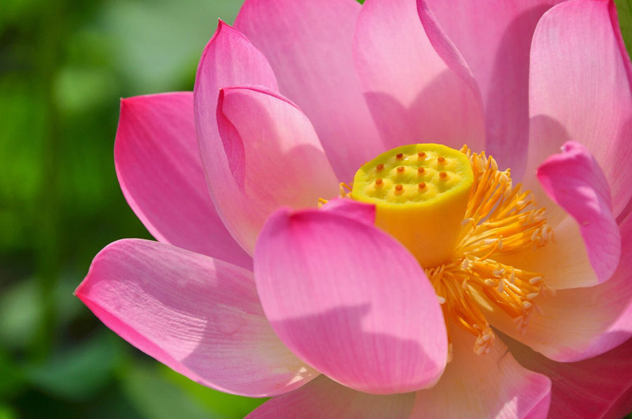 Lotus flowers in full bloom attract many tourists who come to appreciate the beauty of Yuanmingyuan Park, on July 16, 2013. (Photo: CRIENGLISH.com/ Song Xiaofeng)