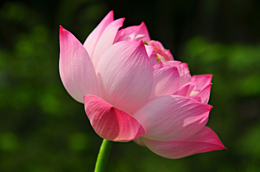 Lotus flowers in full bloom attract many tourists who come to appreciate the beauty of Yuanmingyuan Park, on July 16, 2013. (Photo: CRIENGLISH.com/ Song Xiaofeng)