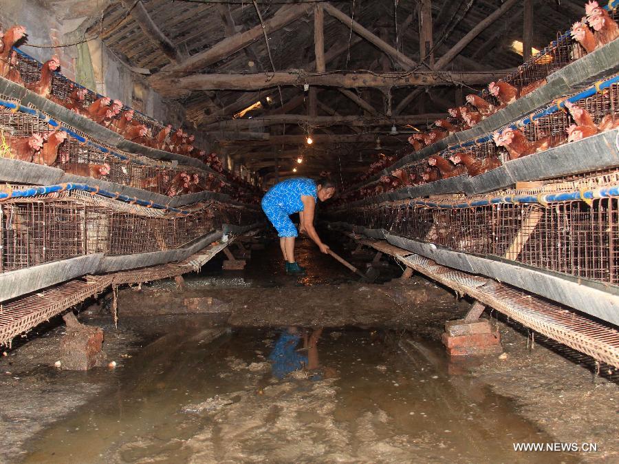 A woman clears mud in the bartons of a chicken farm in Chengguan Town of Yangxi Town in Yun County of Shiyan City, central China's Hubei Province, July 18, 2013. Four people were killed during heavy rainfall lasting from Wednesday evening to Thursday morning. (Xinhua/Cheng Fuhua)