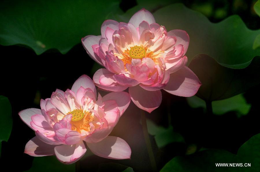 Lotus flowers blossom in Hefei, east China's Anhui Province, July 12, 2013. Over 6.7 hectares of exquisite lotus are seen in Longquan lotus garden in Sanguai Village of Tangshu Township of Shucheng County, east China's Anhui Province recently.(Xinhua/Chen Li)