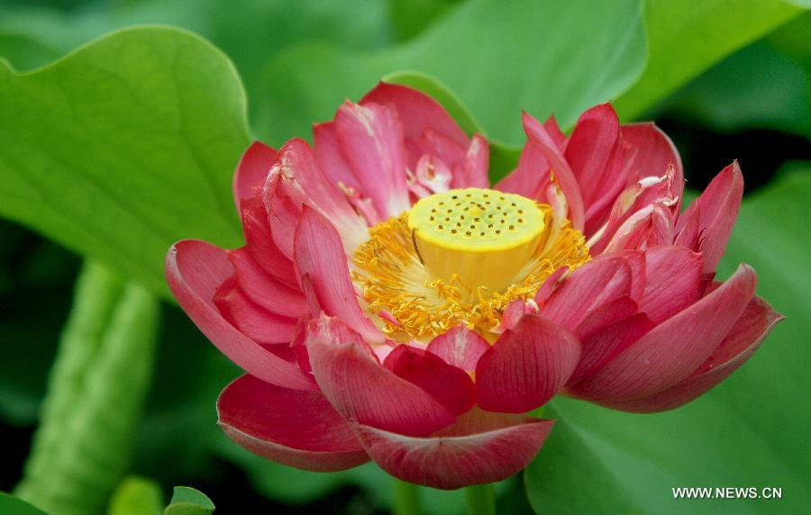 A lotus flower blossoms in Hefei, east China's Anhui Province, July 17, 2013. Over 6.7 hectares of exquisite lotus are seen in Longquan lotus garden in Sanguai Village of Tangshu Township of Shucheng County, east China's Anhui Province recently.(Xinhua/Wu Yuhua)