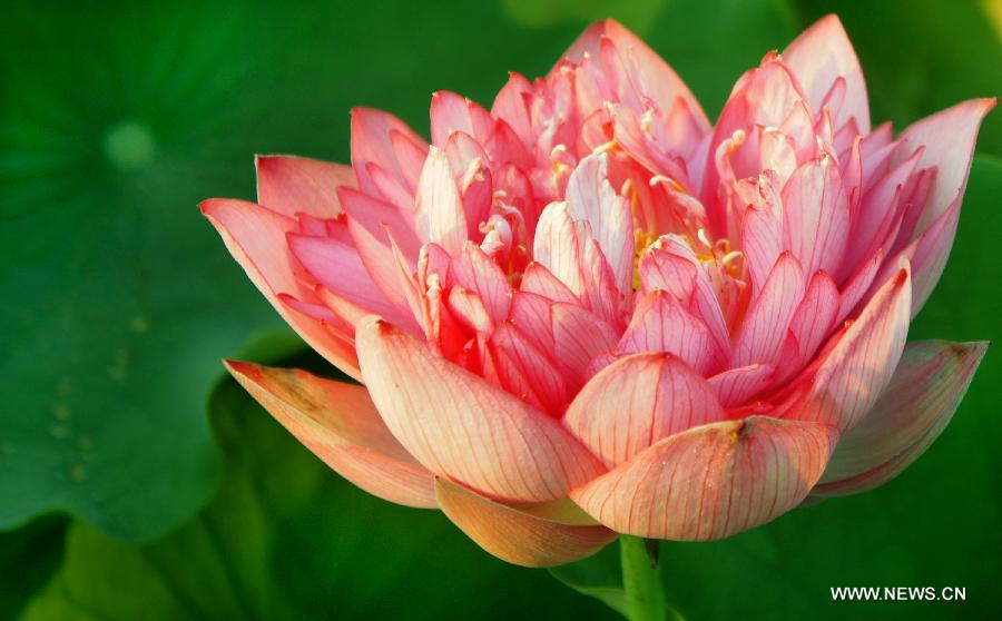 A lotus flower blossoms in Hefei, east China's Anhui Province, July 17, 2013. Over 6.7 hectares of exquisite lotus are seen in Longquan lotus garden in Sanguai Village of Tangshu Township of Shucheng County, east China's Anhui Province recently.(Xinhua/Wu Yuhua)