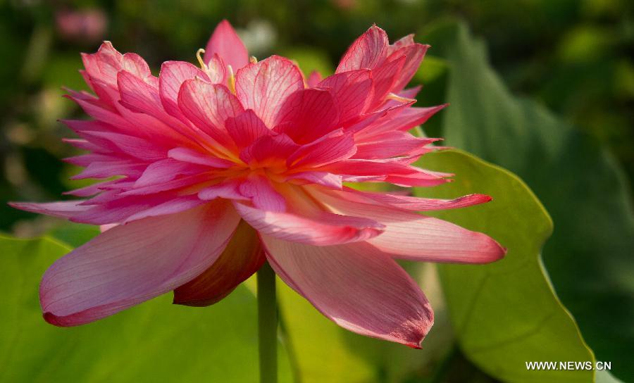 A lotus flower blossoms in Hefei, east China's Anhui Province, July 17, 2013. Over 6.7 hectares of exquisite lotus are seen in Longquan lotus garden in Sanguai Village of Tangshu Township of Shucheng County, east China's Anhui Province recently.(Xinhua/Wu Yuhua)